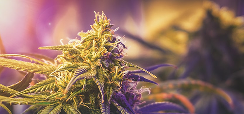 Flower guide illustration · Union Chill Cannabis 101