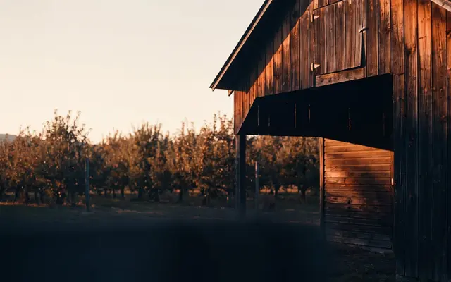 A weathered wooden barn beside an orchard at golden hour