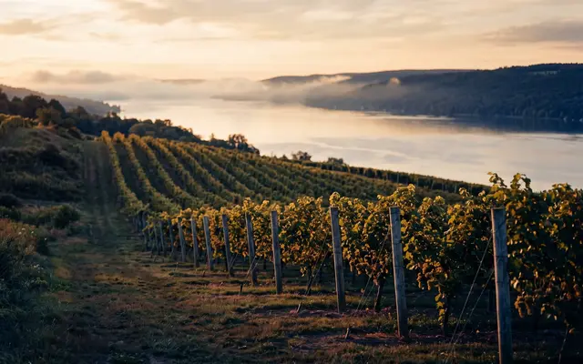 Vineyard rows running down a hillside toward a Finger Lakes shoreline at dusk