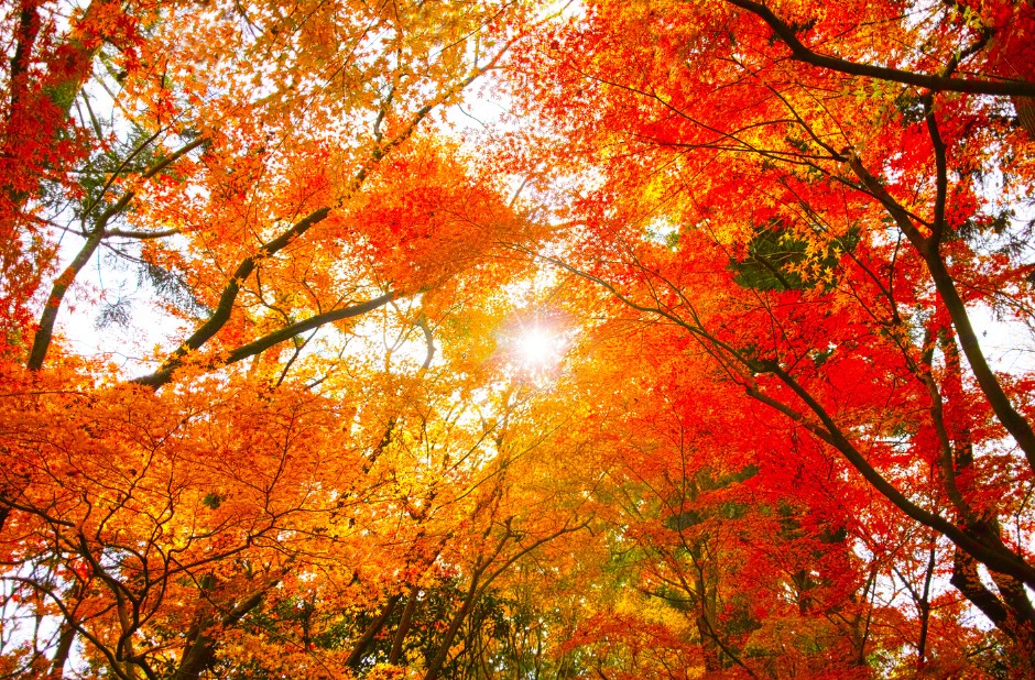 visit union chill corning dispensary on your scenic fall foliage corning ny drive