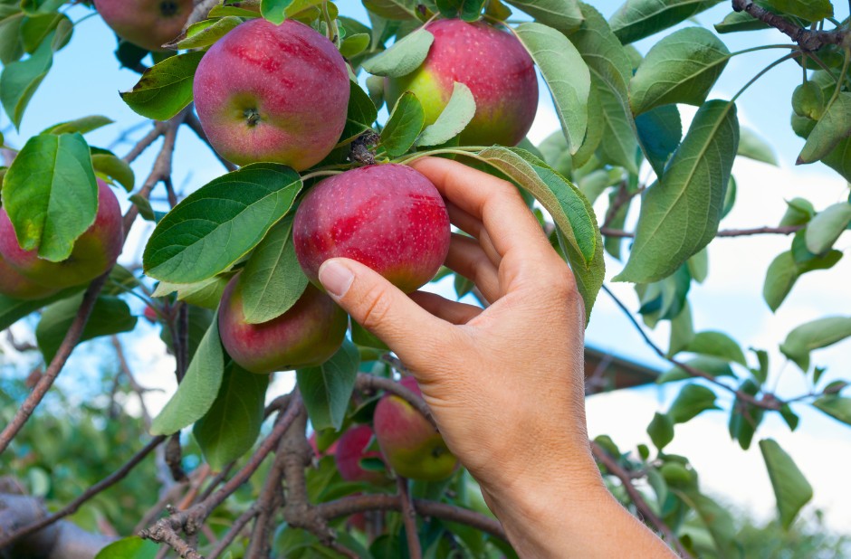 union chill corning dispensary guide to apple picking corning ny