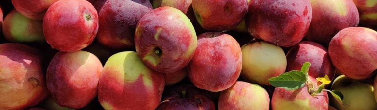 discover tips about apple picking corning ny from union chill corning dispensary